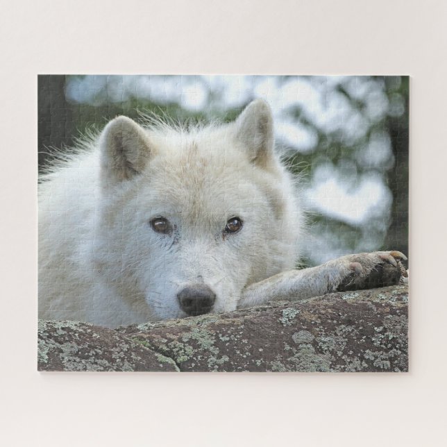 ARCTIC WOLF 16x20 INCH Puzzle (Horizontal)