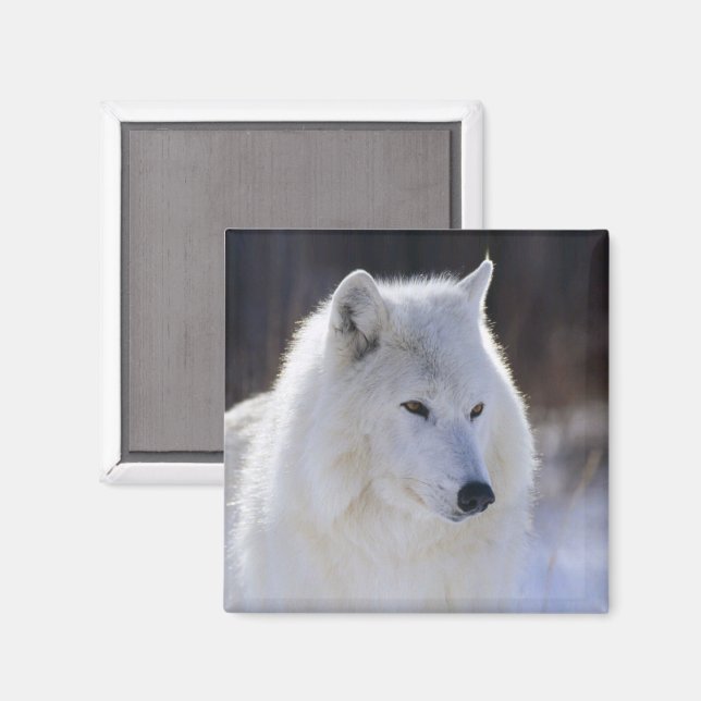 Arctic Wolf Magnet (Vorderseite/Rückseite)