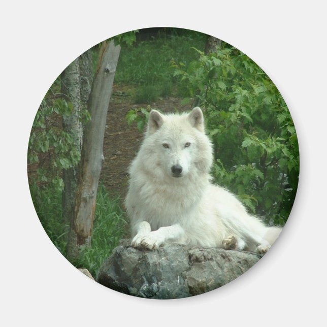 Arctic Wolf Magnet (Vorne)