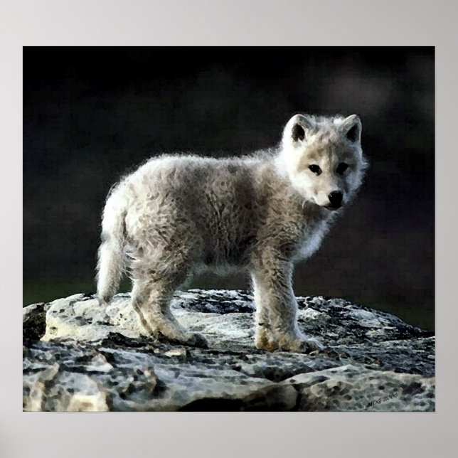 Arctic Wolf Portrait Poster Print (Vorne)