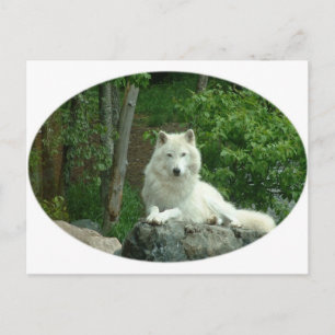 Arctic Wolf Postcard Postkarte
