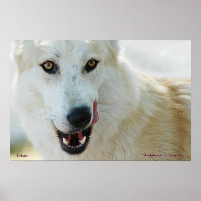 Arctic Wolf Poster (Vorne)