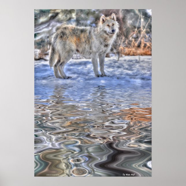 Arctic Wolf, Snow & Lake Wildlife Art Poster (Vorne)