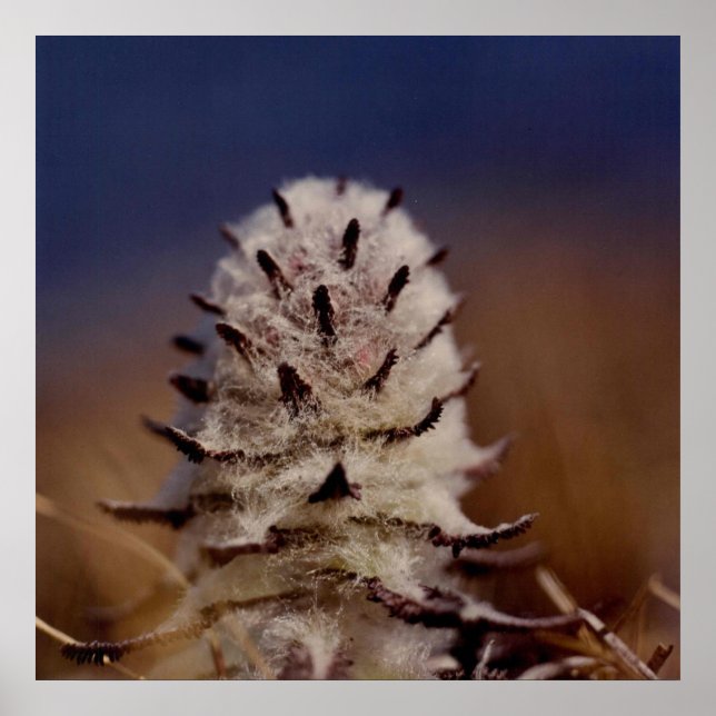 Arctic Wooly Lousewart Blume Foto entwickelt Poster (Vorne)