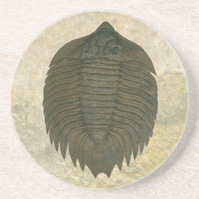 Arctinrus Boltoni Fossil Trilobit Sandstein Untersetzer (Vorne)