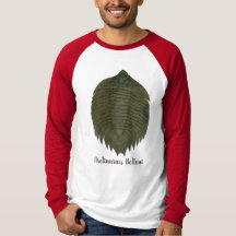 Arctinrus Boltoni Fossil Trilobit