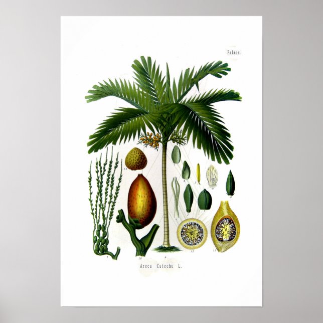 Areca catechu (Betelnuspalme) Poster (Vorne)