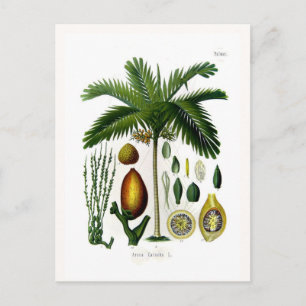 Areca catechu (Betelnusspalme) Postkarte