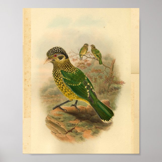 Arfak Cat Bird Green Yellow Vintag Print Poster (Vorne)