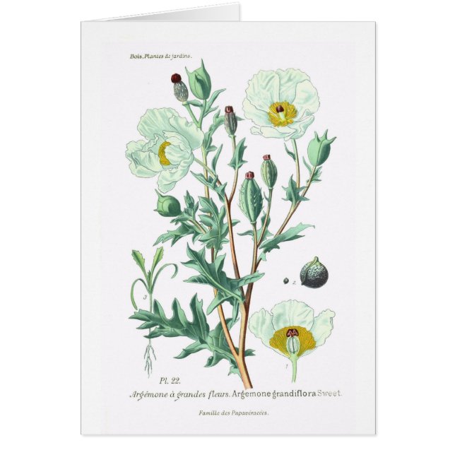 Argemon Grandiflora (Vorne)