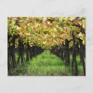 Argentinien, Mendoza, Reihe der Traube im Weinberg Postkarte