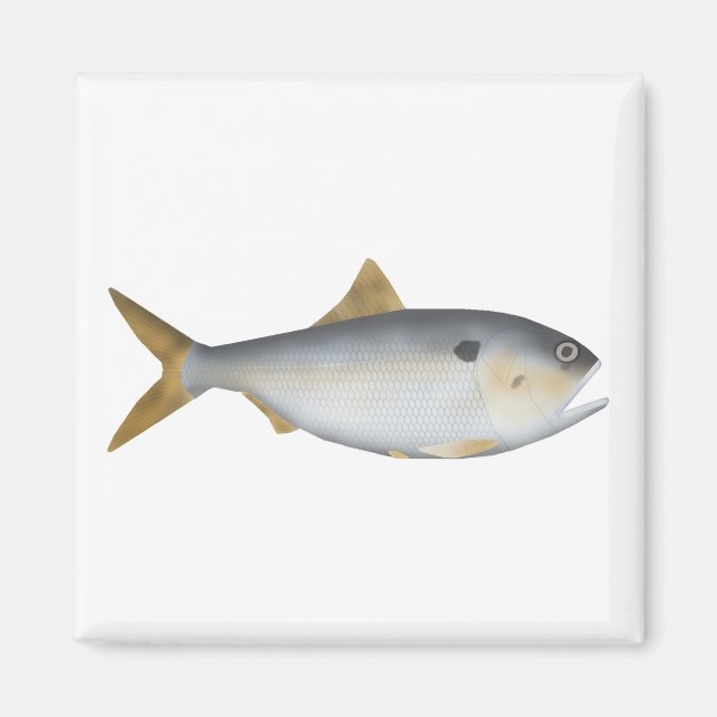 Argentinische Menhaden Magnet (Vorne)