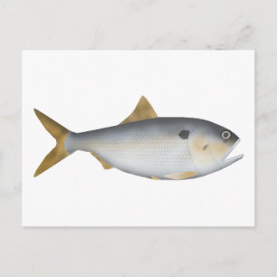 Argentinische Menhaden Postkarte