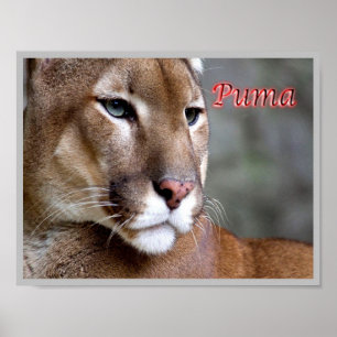 Argentinische Puma - Poster