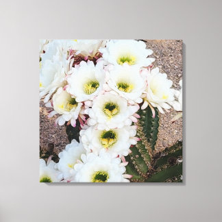 Argentinische Saguaro-Blume Leinwanddruck