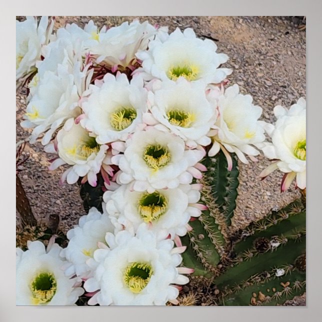 Argentinische Saguaro-Blume Poster (Vorne)