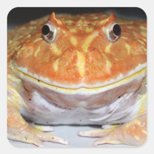 Argentinischer Hornfrosch Quadratischer Aufkleber