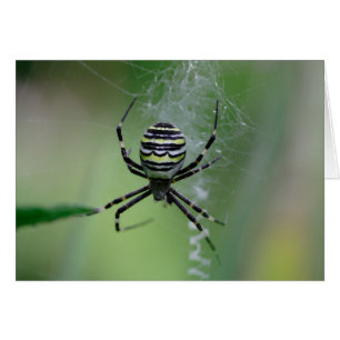 Argiope bruennichi