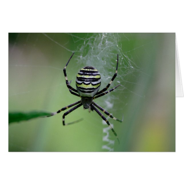 Argiope bruennichi (Vorderseite (Horizontal))