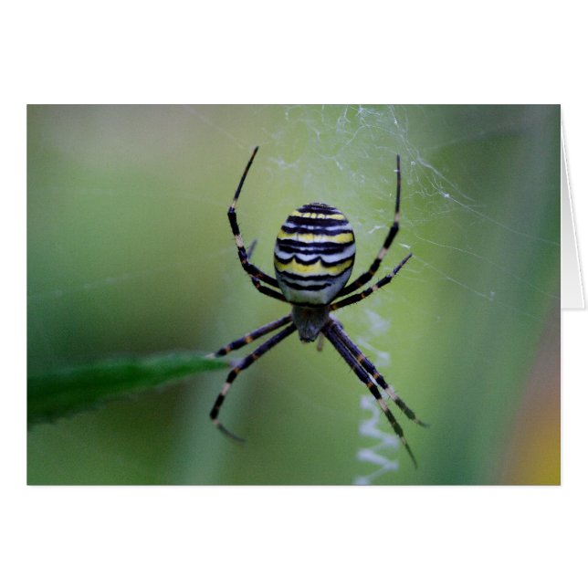 Argiope bruennichi (Vorderseite (Horizontal))