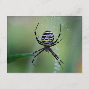 Argiope bruennichi postkarte