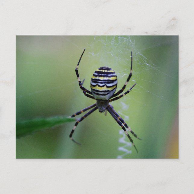 Argiope bruennichi postkarte (Vorderseite)