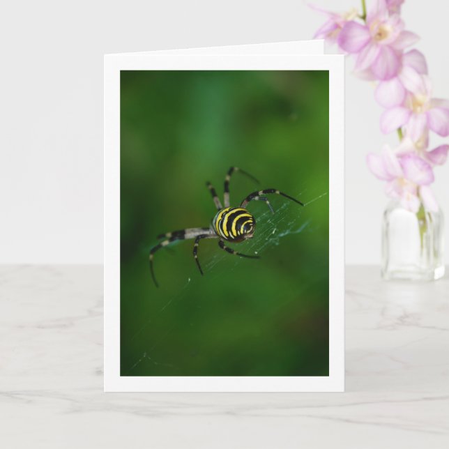 Argiope bruennichi, Wasp Spider, Orb-Weber Karte (Orchidee)