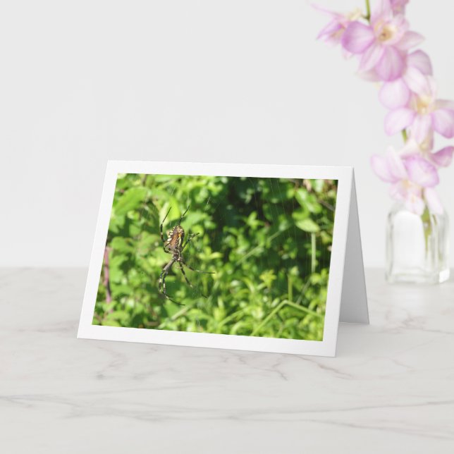 Argiope bruennichi, Wasp Spider, Orb-Weber Karte (Orchidee)