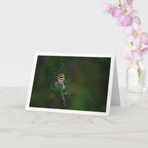 Argiope bruennichi, Wespe-Spinne, Radnetzspinne Karte