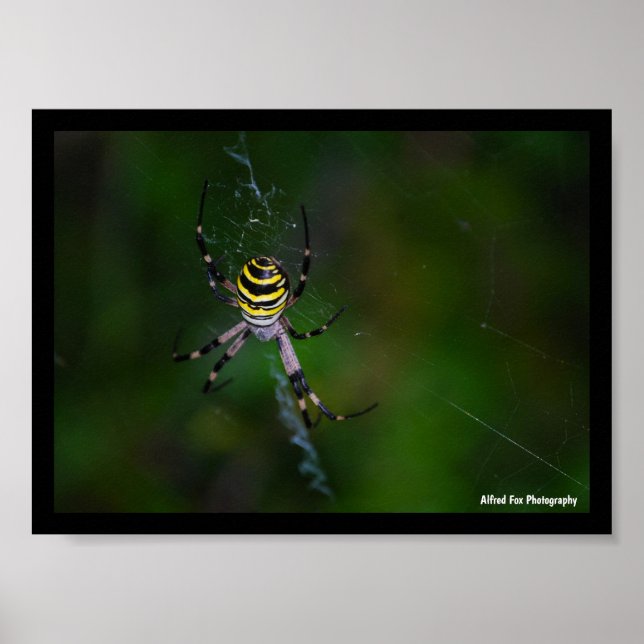 Argiope bruennichi, Wespen-Spinne, Radnetzspinne Poster (Vorne)