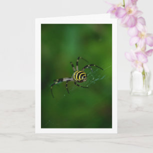 Argiope bruennichi, Wespen-Spinnne, Radnetzspinne Karte