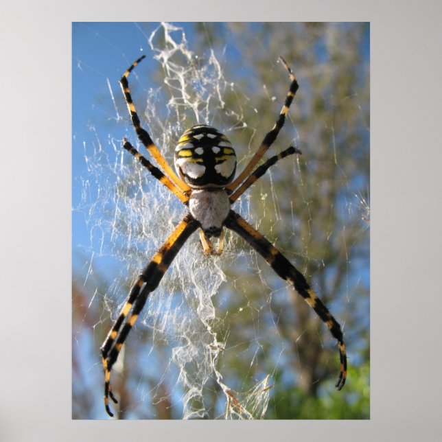 Argiope Spider Poster (Vorne)