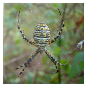 Argiope trifasciata Kugel-Weber-Spinne Fliese