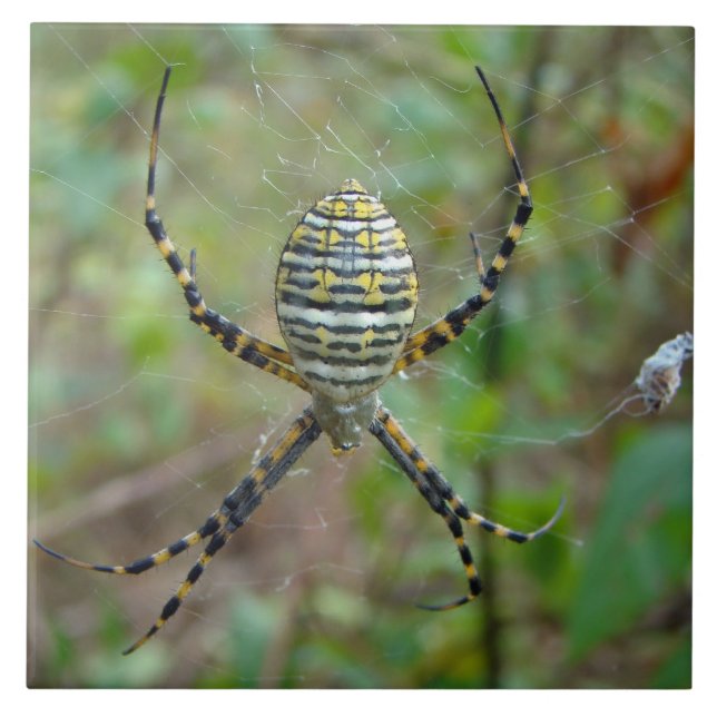 Argiope trifasciata Kugel-Weber-Spinne Fliese (Vorderseite)