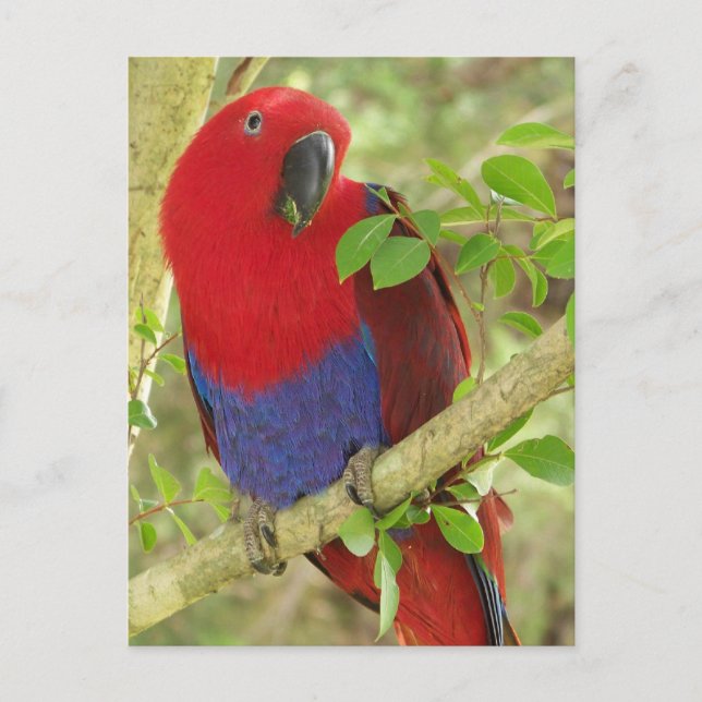 Aria Grand Eclectus Parrot Postkarte (Vorderseite)