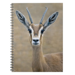 Ariel Notebook Notizblock