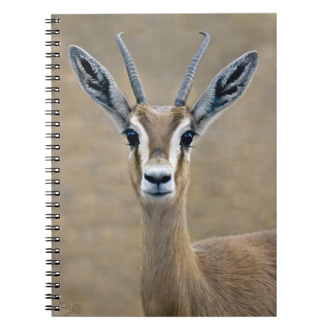 Ariel Notebook Notizblock (Vorderseite)