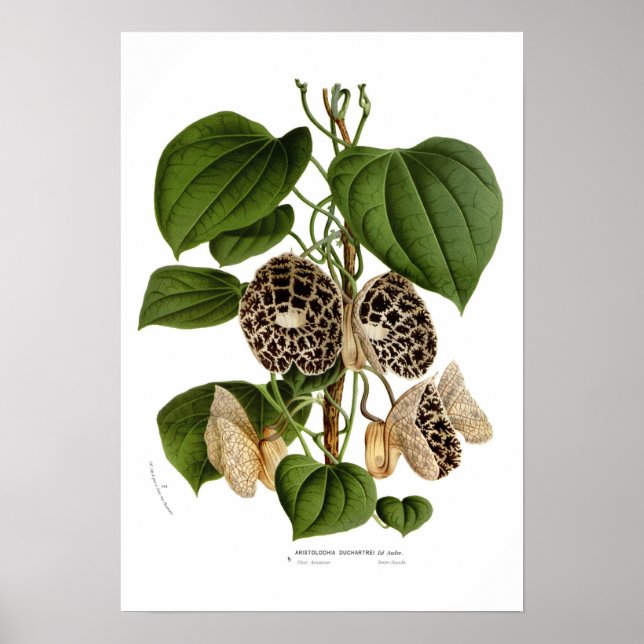 Aristolochia duchartrei poster (Vorne)