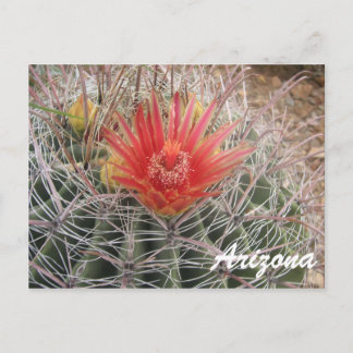 Arizona Barrel Cactus Blossom Postkarte