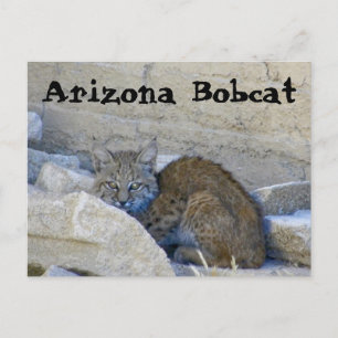 Arizona Bobcat Postkarte