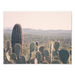 Arizona Cacti | FOTO