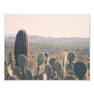 Arizona Cacti FOTO