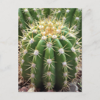Arizona Cactus Postkarte