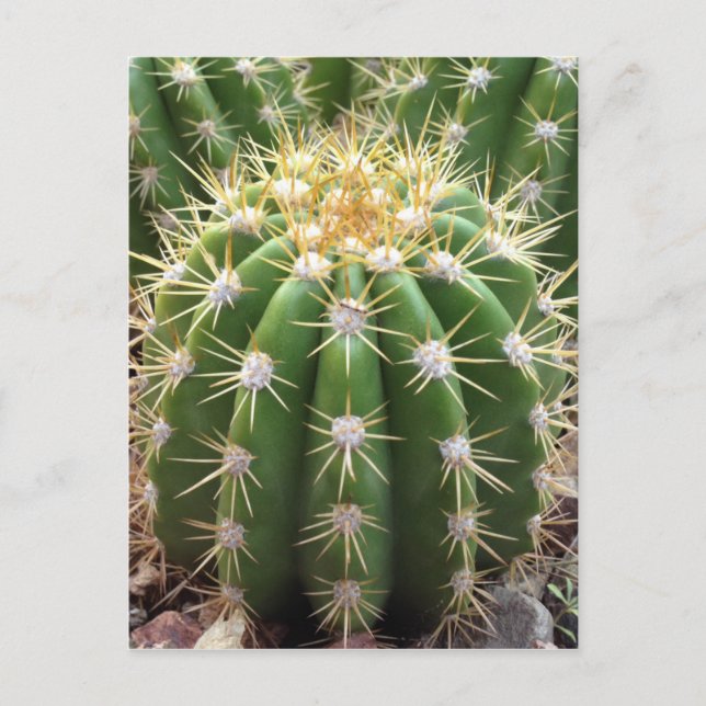 Arizona Cactus Postkarte (Vorderseite)