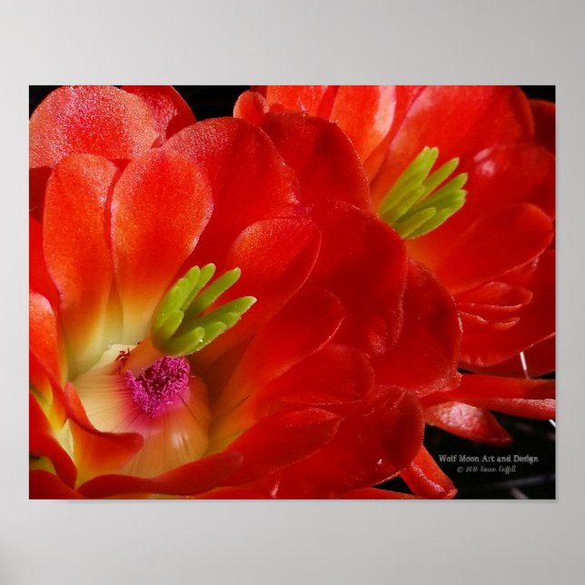 Arizona Claret Cup Cactus Red Orange Blume Poster (Vorne)