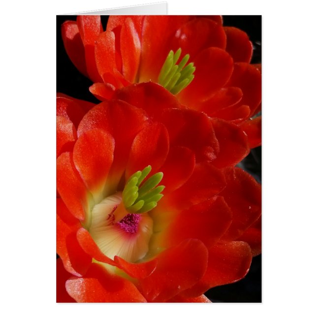 Arizona Claret Cup Kaktus mit Scarlet-Blume (Vorne)