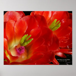 Arizona Claret Cup Kaktus Rote Orangefarbene Blüte Poster
