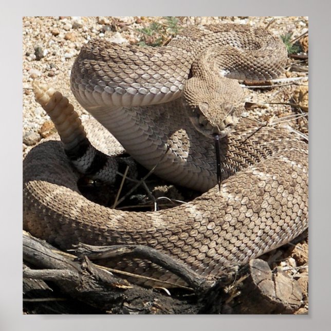 Arizona Diamondback Rattlesnake Poster (Vorne)