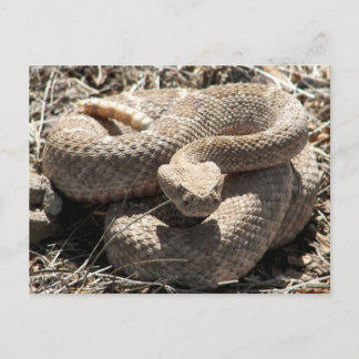 Arizona Diamondback Rattlesnake Postkarte