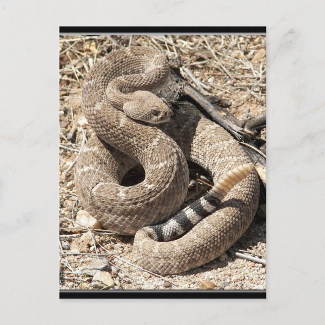 Arizona DIamondback Rattlesnake Postkarte (Vorderseite)